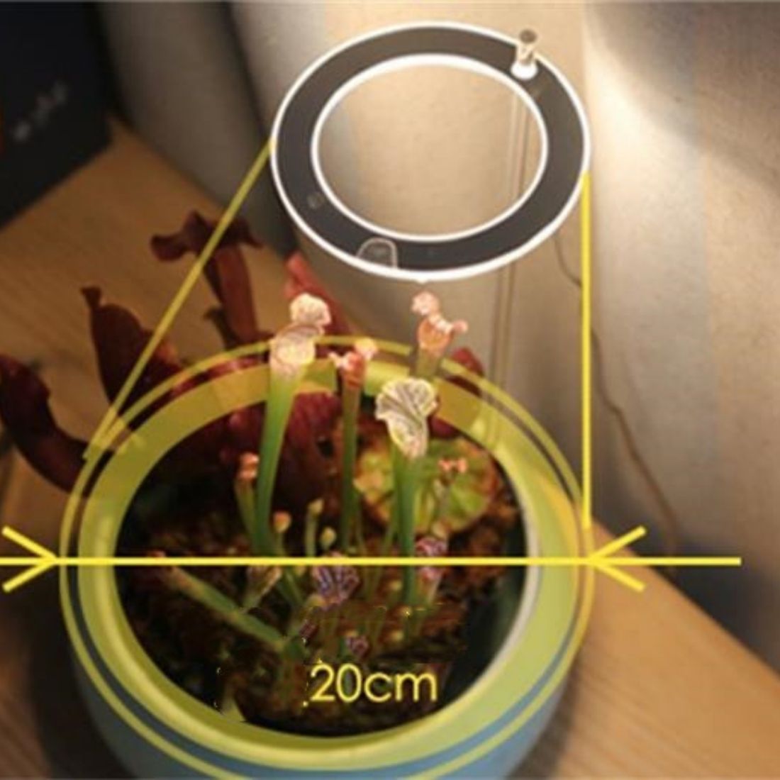 GrowGlow™ Mimics natural sunlight 4