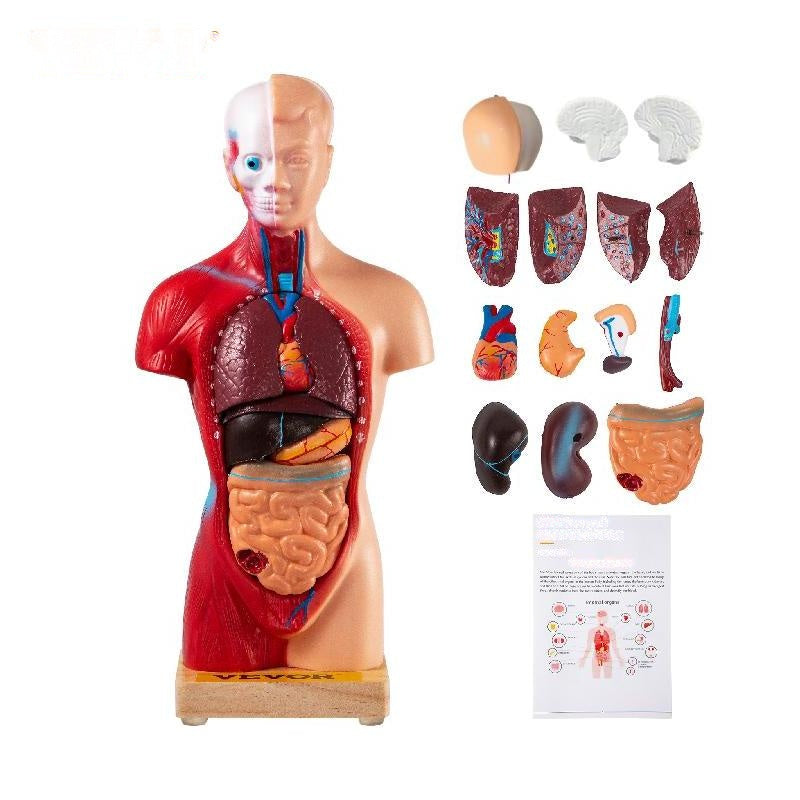 Menselijk torso-anatomiemodel 15 delen - 28 cm met hersenen, schede