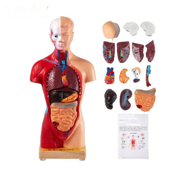 Menselijk torso-anatomiemodel 15 delen - 28 cm met hersenen, schede