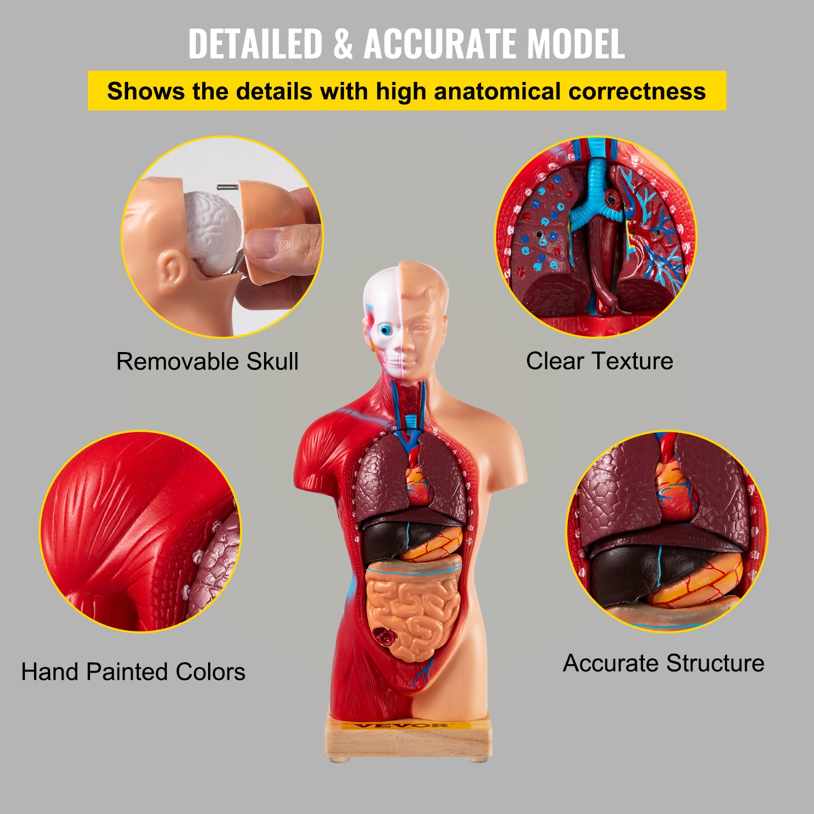 Menselijk torso-anatomiemodel 15 delen - 28 cm met hersenen, schede