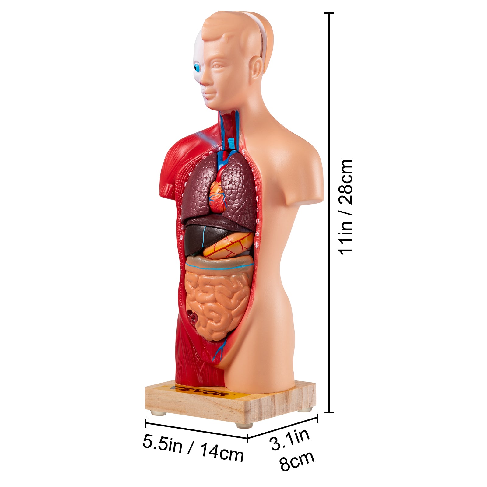 Menselijk torso-anatomiemodel 15 delen - 28 cm met hersenen, schede